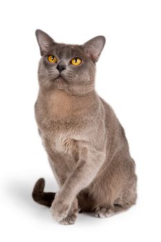 A portrait of Burmese cat on white background