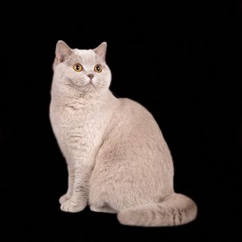 A portrait of a beautiful  cat  on black background