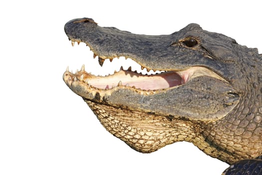 Open mouth of an American alligator (Alligator mississippiensis) isolated against white