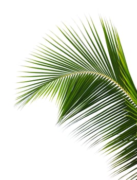 Palm leaf