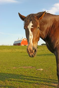 A Belgian draft horse stares at the camera on a farm at Prophetstown State Park, Tippecanoe County, Indiana, with green grass, red barn and blue sky vertical