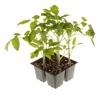 A pack of four tomato seedlings (Solanum lycopersicum or Lycopersicon esculentum) ready to be transplanted into a home garden isolated against a white background