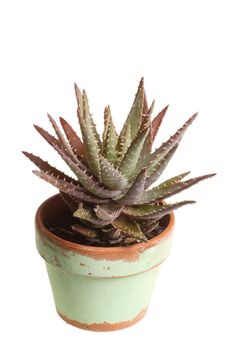 Small plant of an aloe grown in a pot on a windowsill against a white background