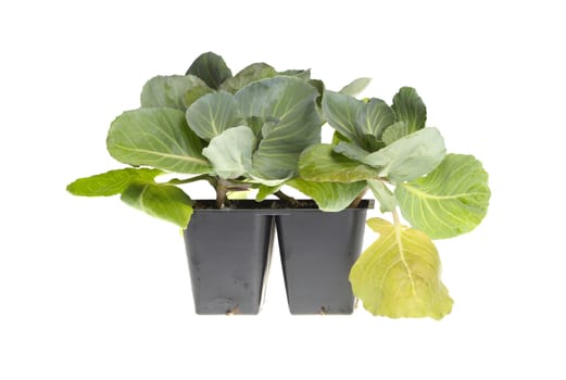 A pack of four cabbage (Brassica oleracea) seedlings ready to be transplanted into a home garden