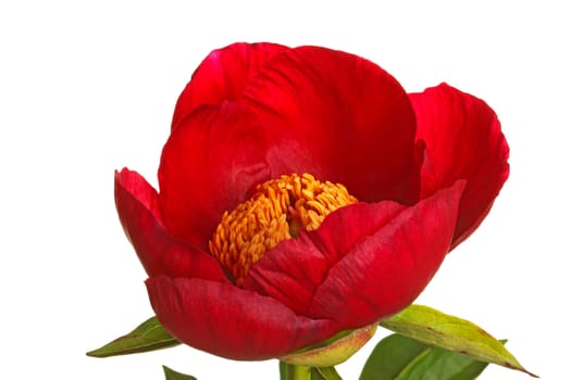 A single flower of red peony cultivar Burma Ruby and yellow anthers isolated against a white background