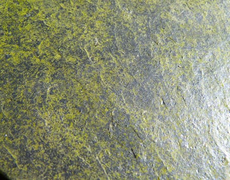 green mold ol a shiny surface