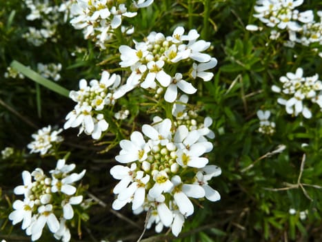 small white flowers as a background