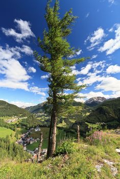 larch over Cordevole valley in Ronch, Veneto, Italy
