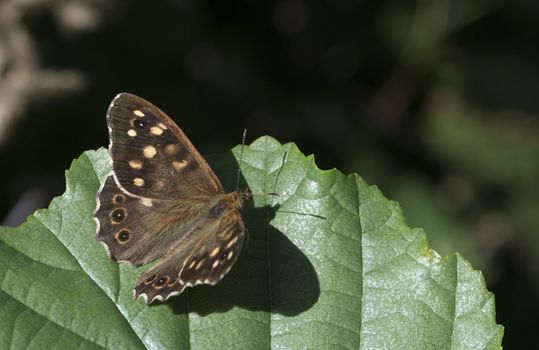 Pararge aegeria butterfly in dutch nature