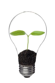 Close up image of light bulb with plant inside against white background