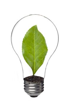 Close up image of light bulb with leaf inside against white background