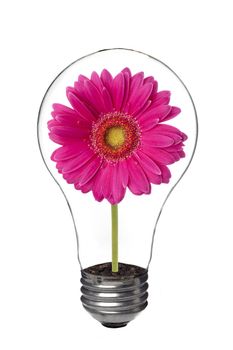 Close up image of light bulb with pink flower inside against white background 