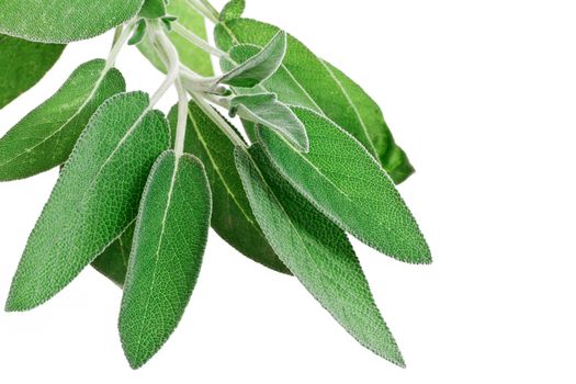bunch of sage isolated on white background
