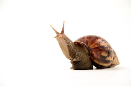 Snail isolated on white background