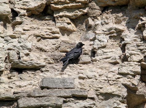 Jackdaw on a stone wall