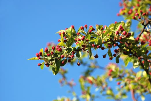 Crab apple branch with pink flower buds in spring