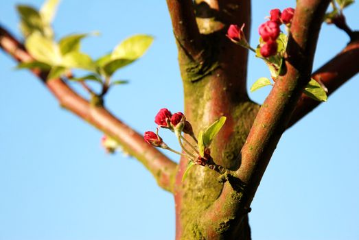 Crab apple blossom buds against the trunk of the tree