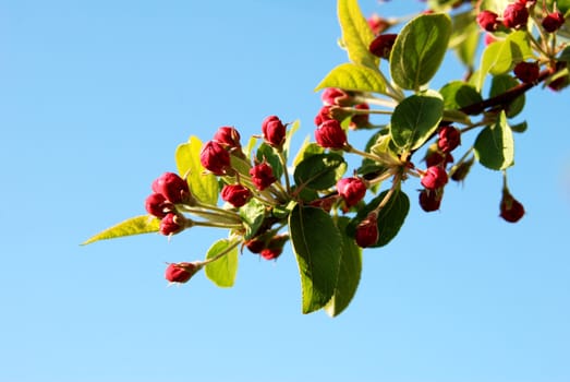 Closeup of pink crab apple blossum buds in warm sunlight