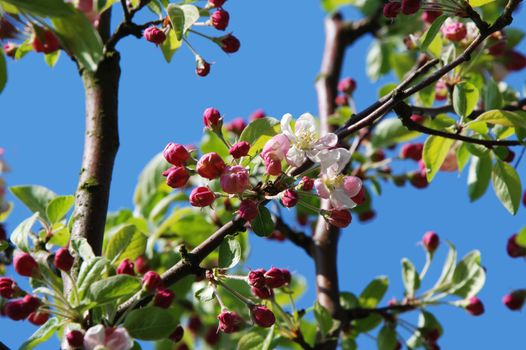 Crab apple blossom and flower buds on the branch