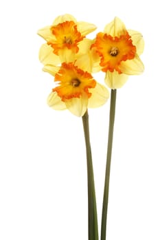 Three stems and flowers of the split-cup daffodil cultivar Spanish Fiesta against a white background