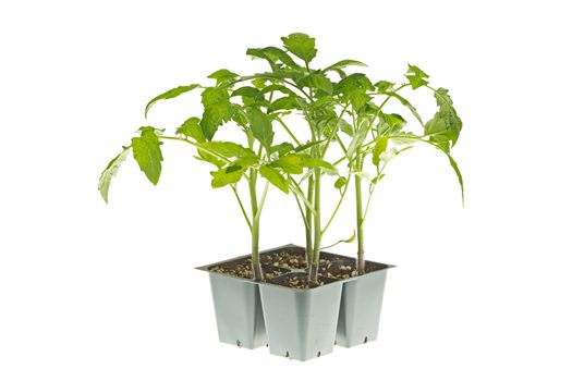 A pack of four tomato seedlings (Solanum lycopersicum or Lycopersicon esculentum) ready to be transplanted into a home garden isolated against a white background