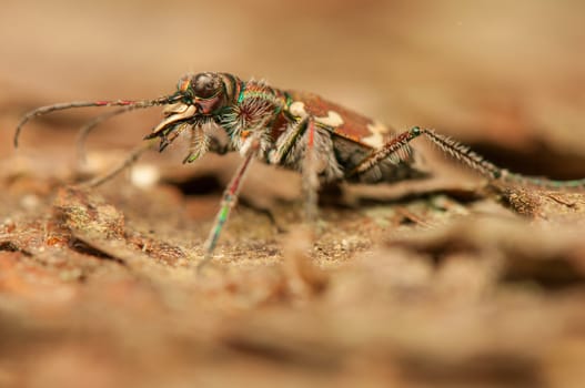 Cicindela hybrida