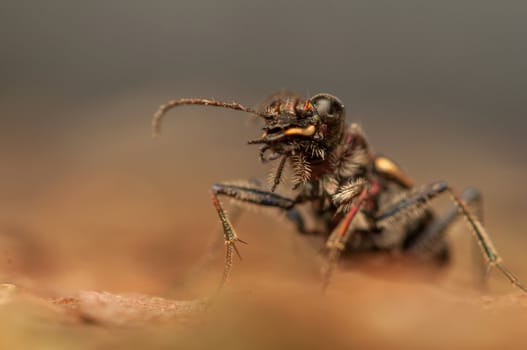 Cicindela hybrida