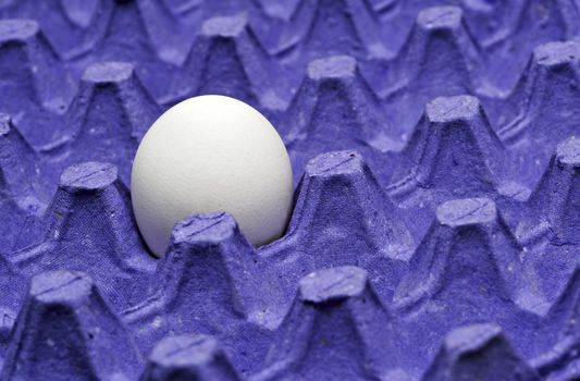 Single Chicken egg in paper tray