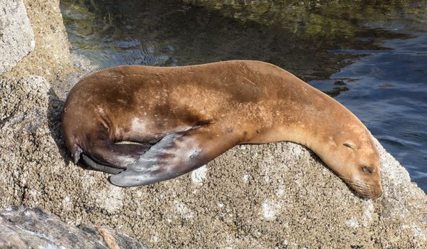 Sleeping California Sea Lion on Shoreline Rocks of Monterey Bay.