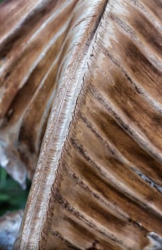 Dead and Dried Palm Leaf Detail