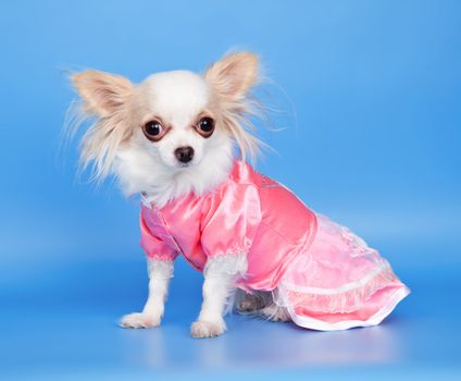 Little dog in a dress on blue background