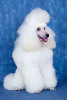 White dog on blue background