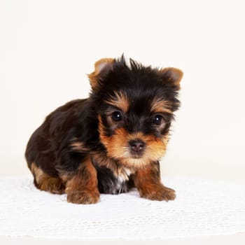 Puppy on the white background