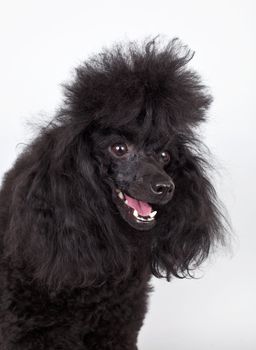 Poodle black head on white background