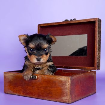 Puppy in the box