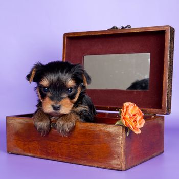 Puppy in the box