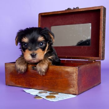 Puppy in the box