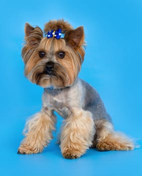 Dog on blue background