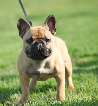 French Bulldog  standing on the grass