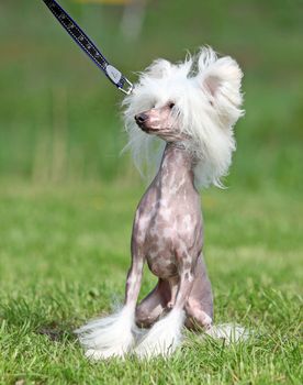 Cute dog sitting on grass