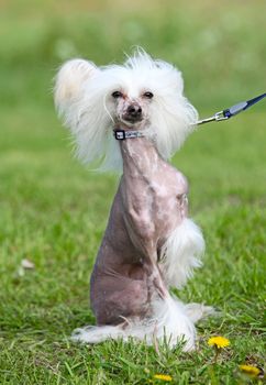 Cute dog sitting on grass