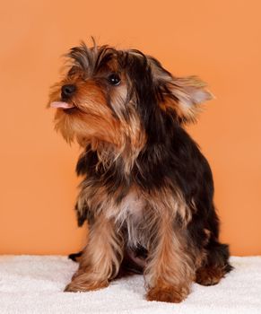 Puppy on orange background