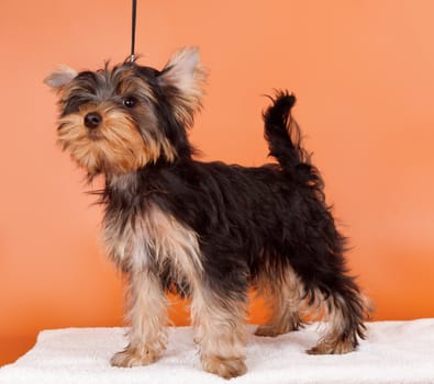 Puppy on orange background