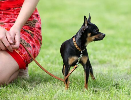 Dog with its owner is sitting on the grass