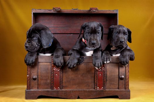 Three puppy dog in the box