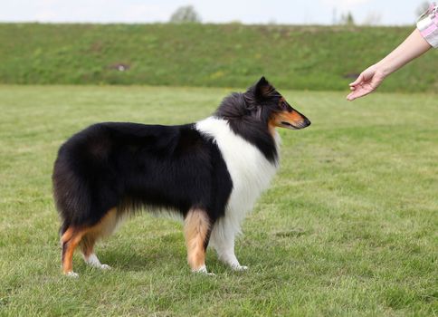 Mistress trains her dog