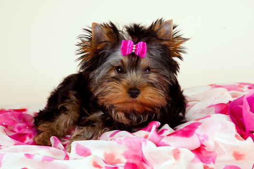 Yorkie puppy on light background