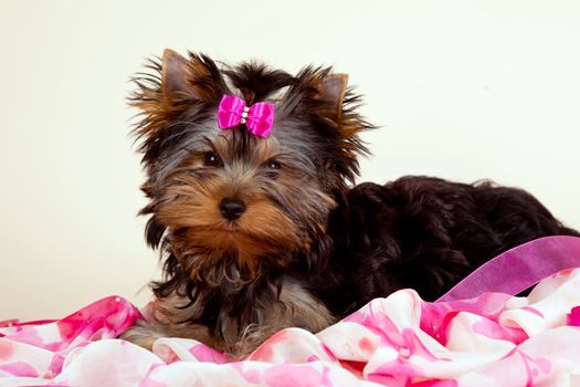 Yorkie puppy on light background