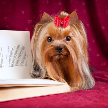 York and book on red background