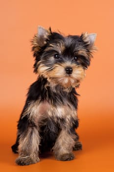 Puppy on orange background